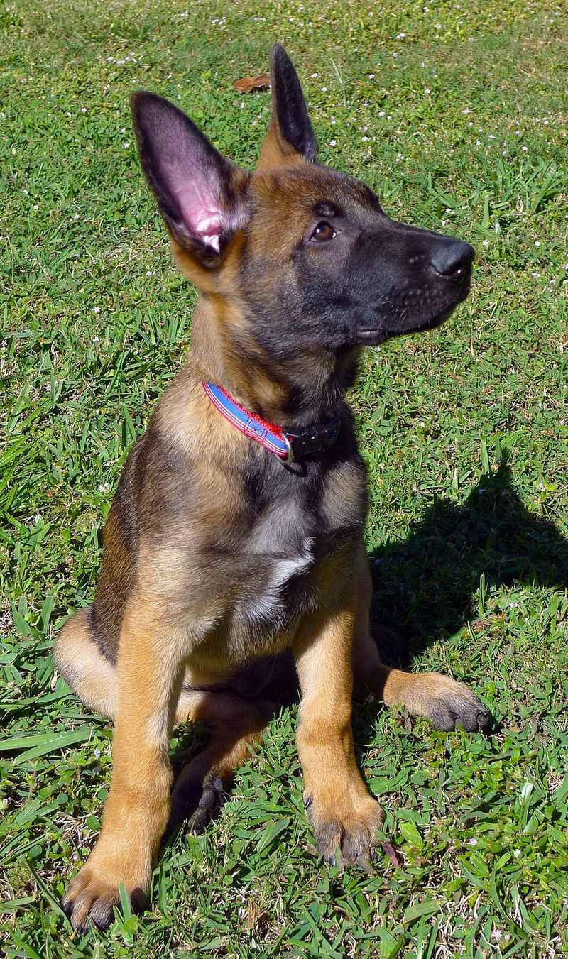 Belgian Malinois