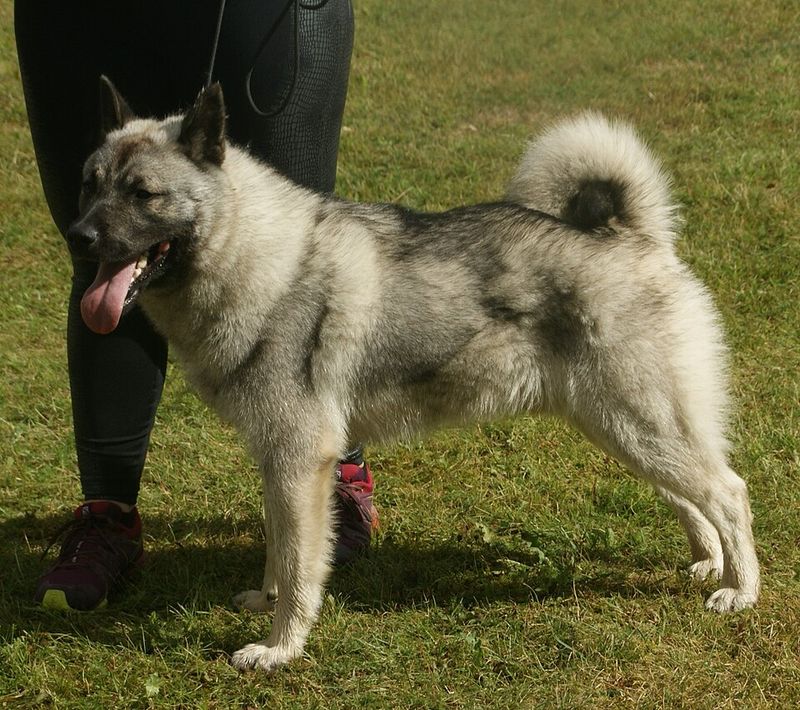 Norwegian Elkhound