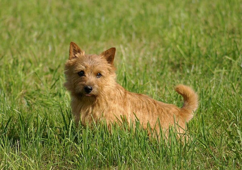 16 Sweet-Natured Dog Breeds That Show Love to Everyone They Meet 11 Norwich Terrier