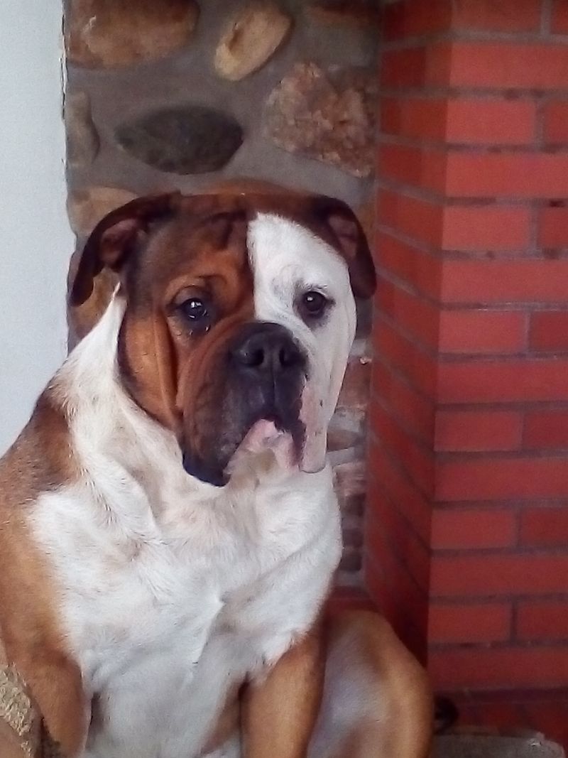 26 Bulldog Breeds Recognized for Their Strength and Endurance 9 Continental Bulldog