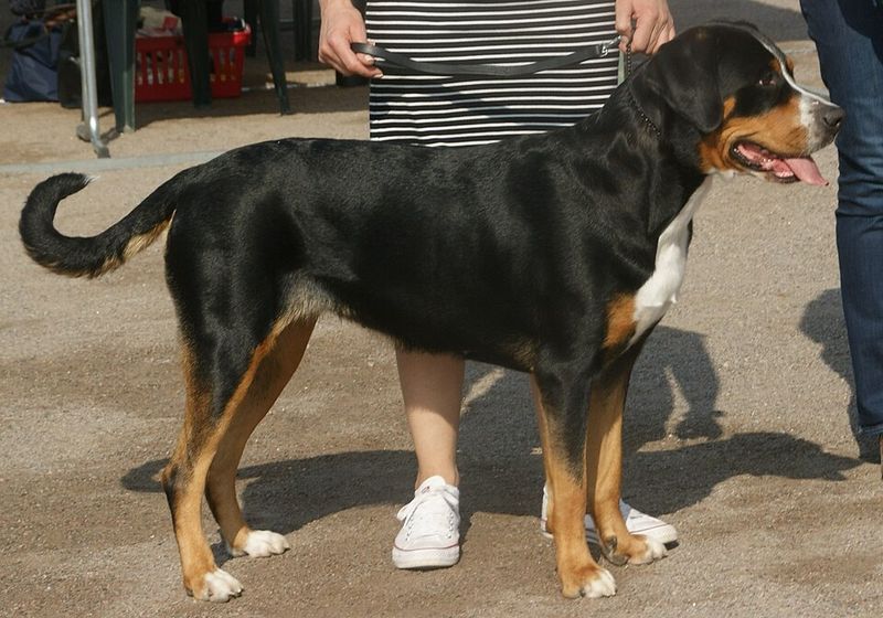 Greater Swiss Mountain Dog