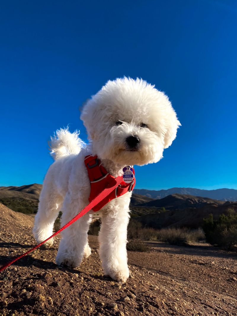 11 breeds that can make daily life more complicated - plus 2 that are often easier for beginners 13 Bichon Frise