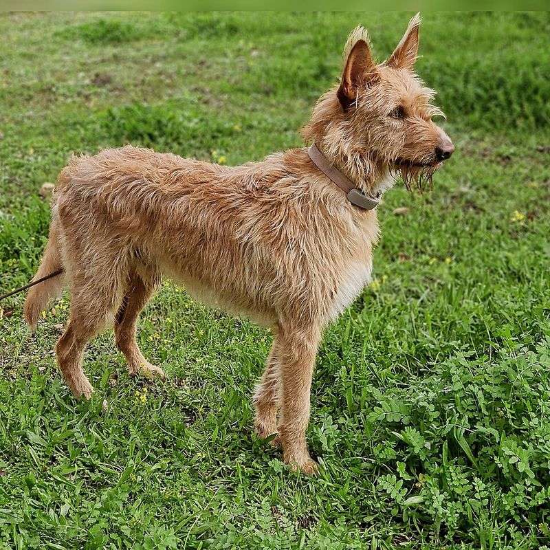 Portuguese Podengo (Large)