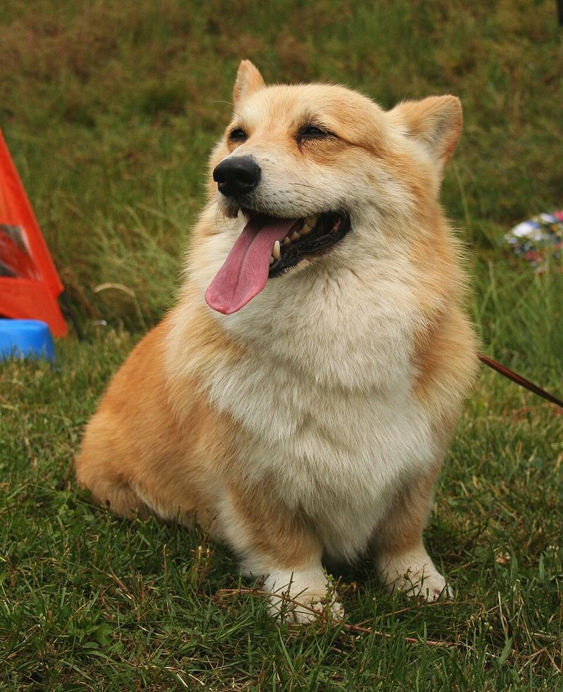 Think your dog is just being playful? These 13 breeds may be following an old instinct 2 Pembroke Welsh Corgi