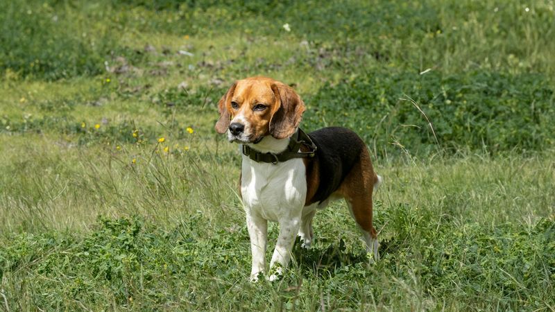 Beagle