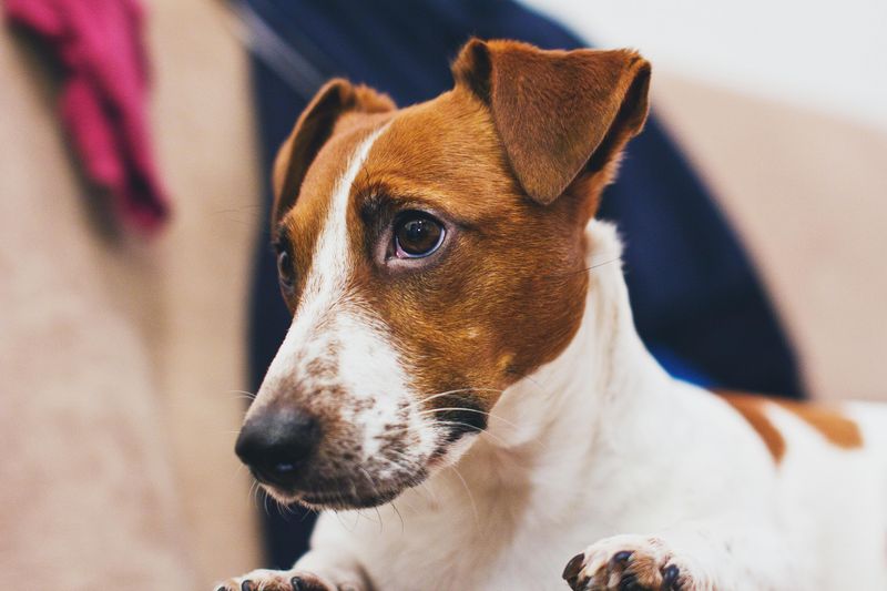 Jack Russell Terrier
