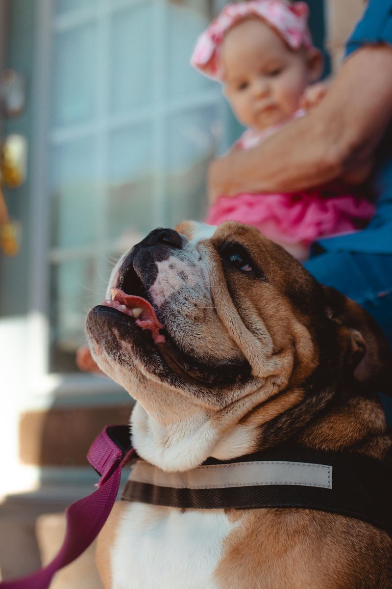 Bulldog