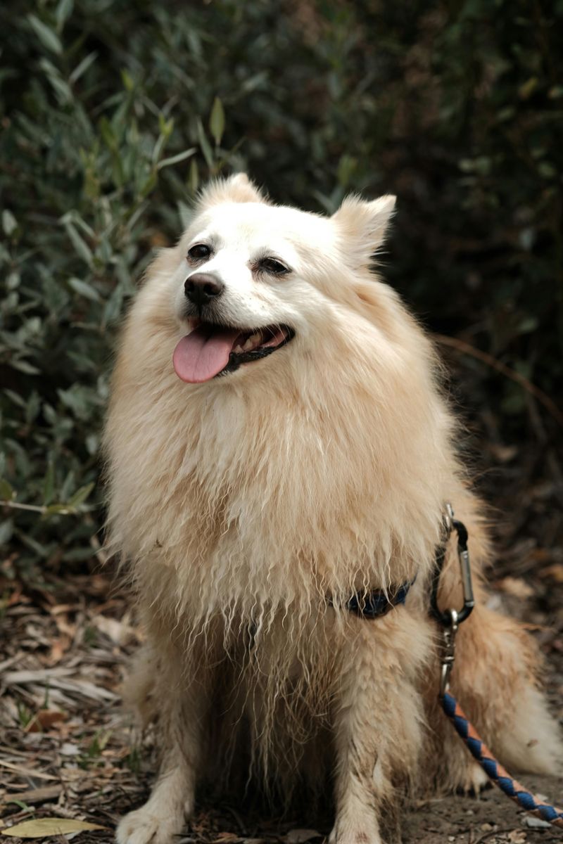 Japanese Spitz