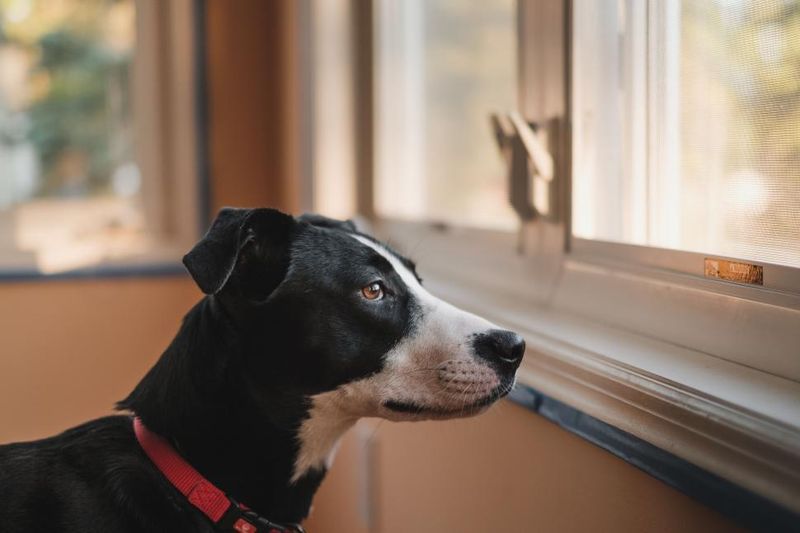 Dogs + Smart Homes Are Merging - 12 Features People Add Specifically for Pet Comfort 10 Window-Blocking Privacy Film
