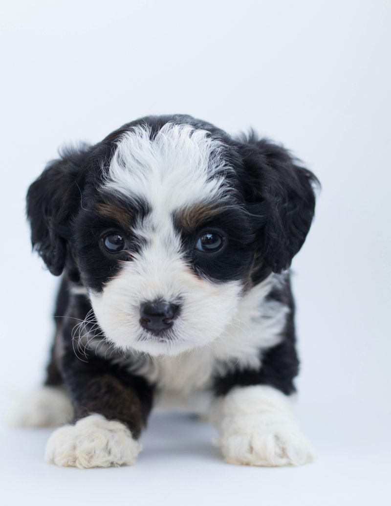 Bernedoodle