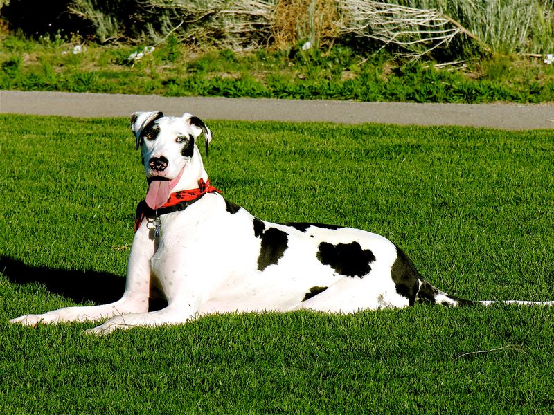 Harlequin Great Dane