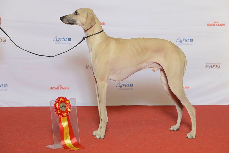 If You Love Quiet Confidence - 14 Breeds That Rarely Need to Prove Anything 4 Sloughi