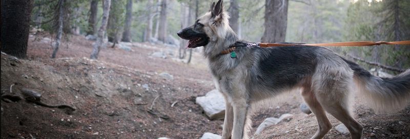 Velcro-Dog Attachment to Their Owner