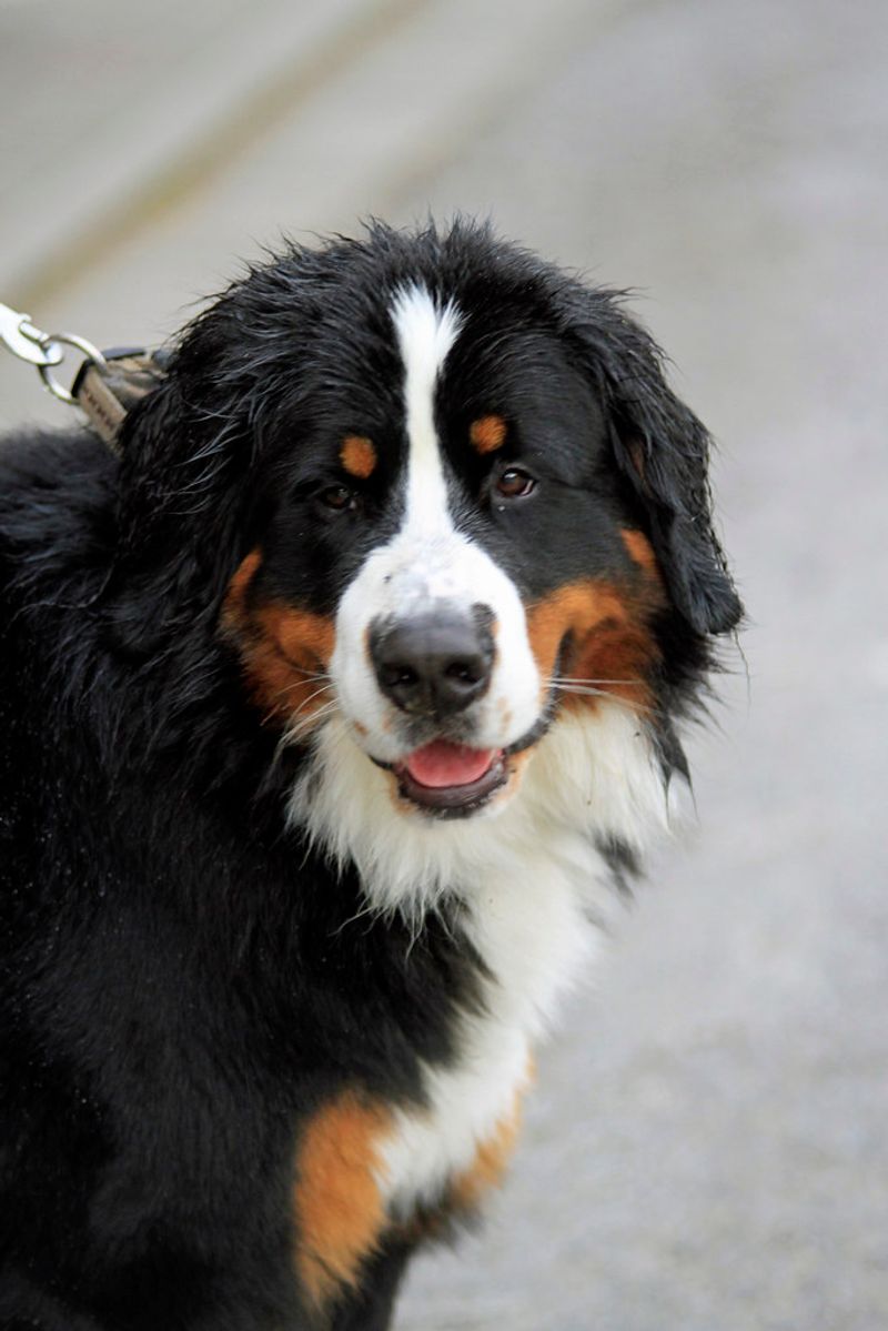 Bernese Mountain Dog
