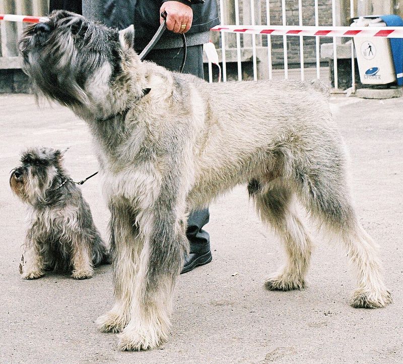These hardworking dog breeds were built for more than casual exercise 6 Giant Schnauzer