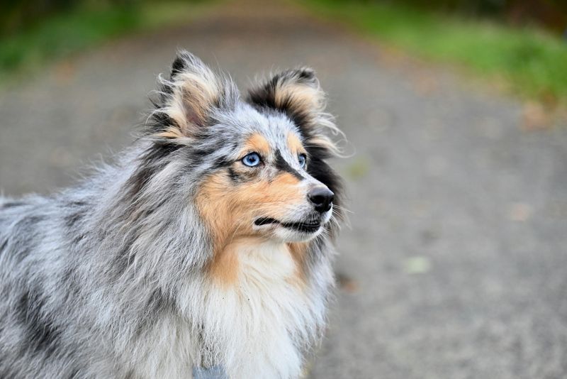 Shetland Sheepdog