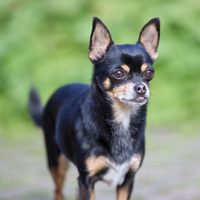 Anyone can be around for the good days - these devoted dog breeds are built for the whole journey 11 Chihuahua