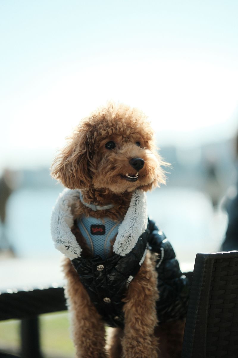 Poodle
