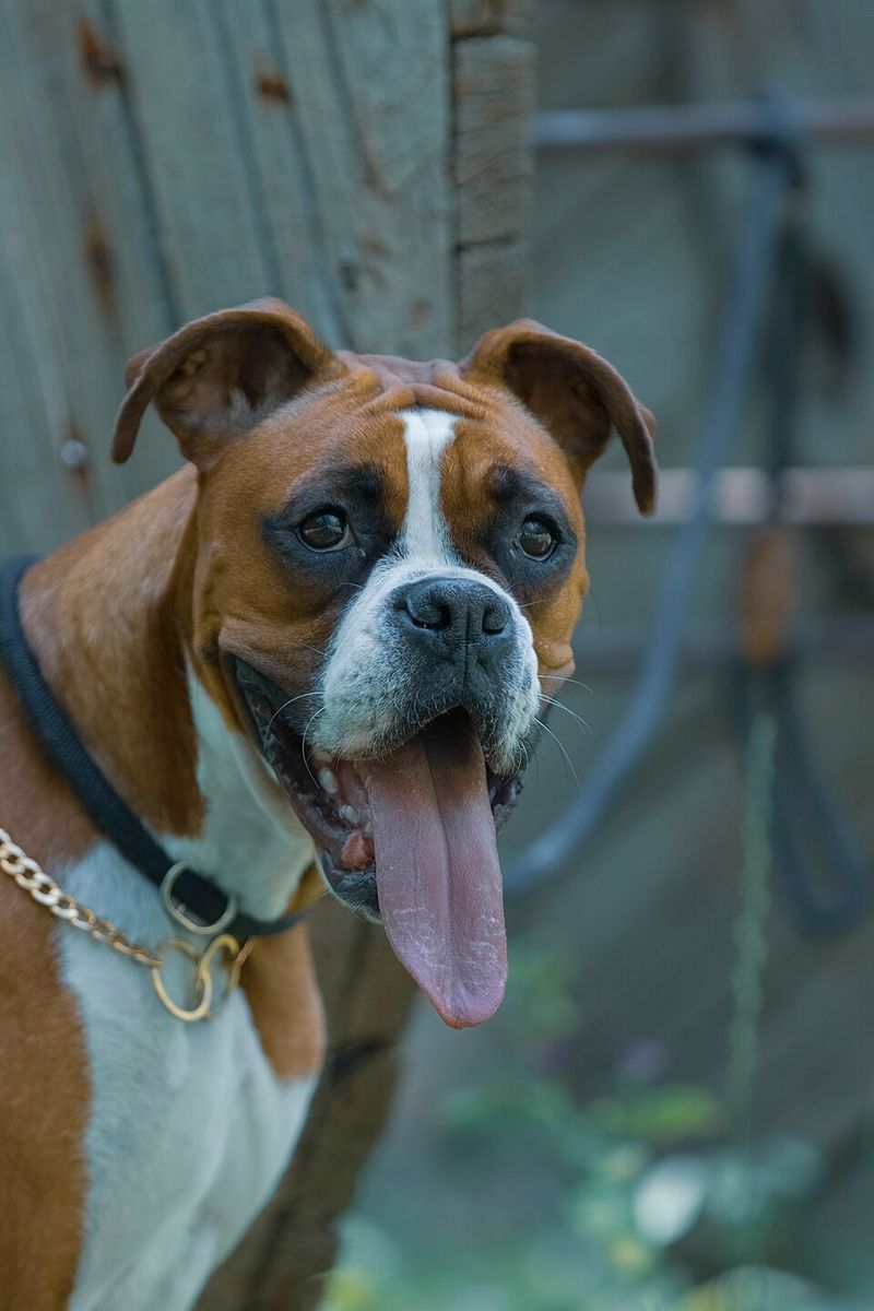 18 Adorably Sweet Dog Breeds That Are Wrongly Labeled as Trouble 8 Boxer