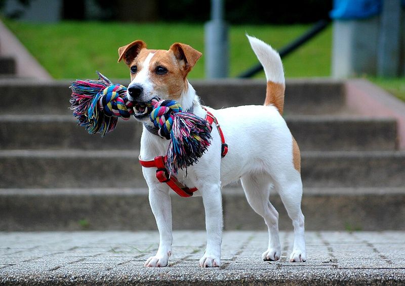 Breed reputation tells only part of the bite-risk story - training and circumstances matter enormously 6 Jack Russell Terrier