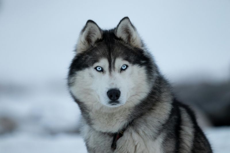 15 Dog Breeds with Stunning Eyes 5 Siberian Husky