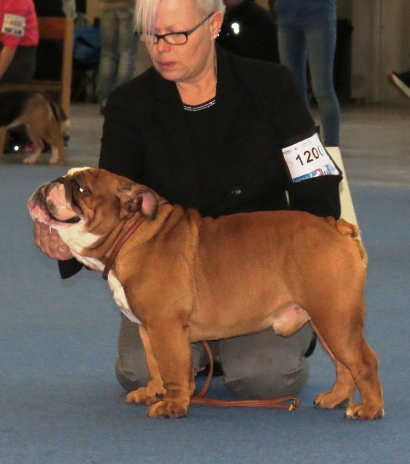 12 dogs that bring steady companionship without needing to be the center of every activity 6 English Bulldog