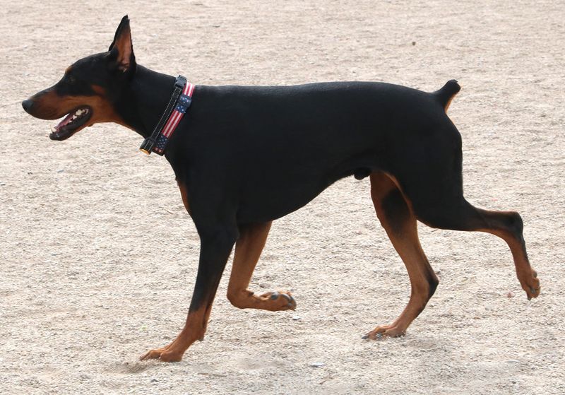 11 muscular dog breeds that look like athletes - and 3 that hide their strength better 6 Doberman Pinscher