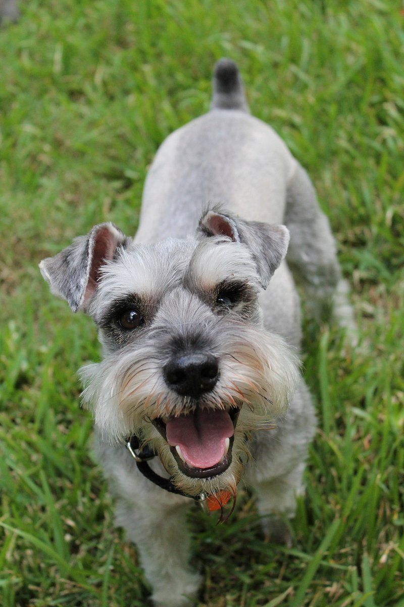 The best-kept secret among experienced owners may be these 13 underrated dog breeds 4 Standard Schnauzer