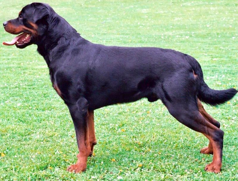 25 Dog Breeds Similar to the Bullmastiff in Strength and Temperament 6 Rottweiler