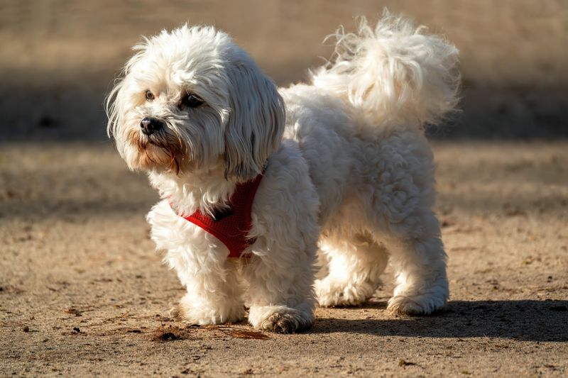 Forget the backyard myth - These 13 dog breeds show why home is about people, not space 14 Maltese