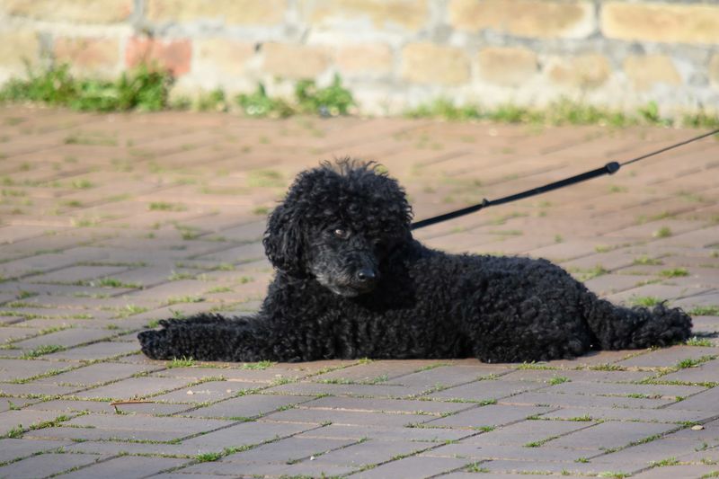 12 Dog Breeds That Do a Victory Lap After They Poop 5 Standard Poodle