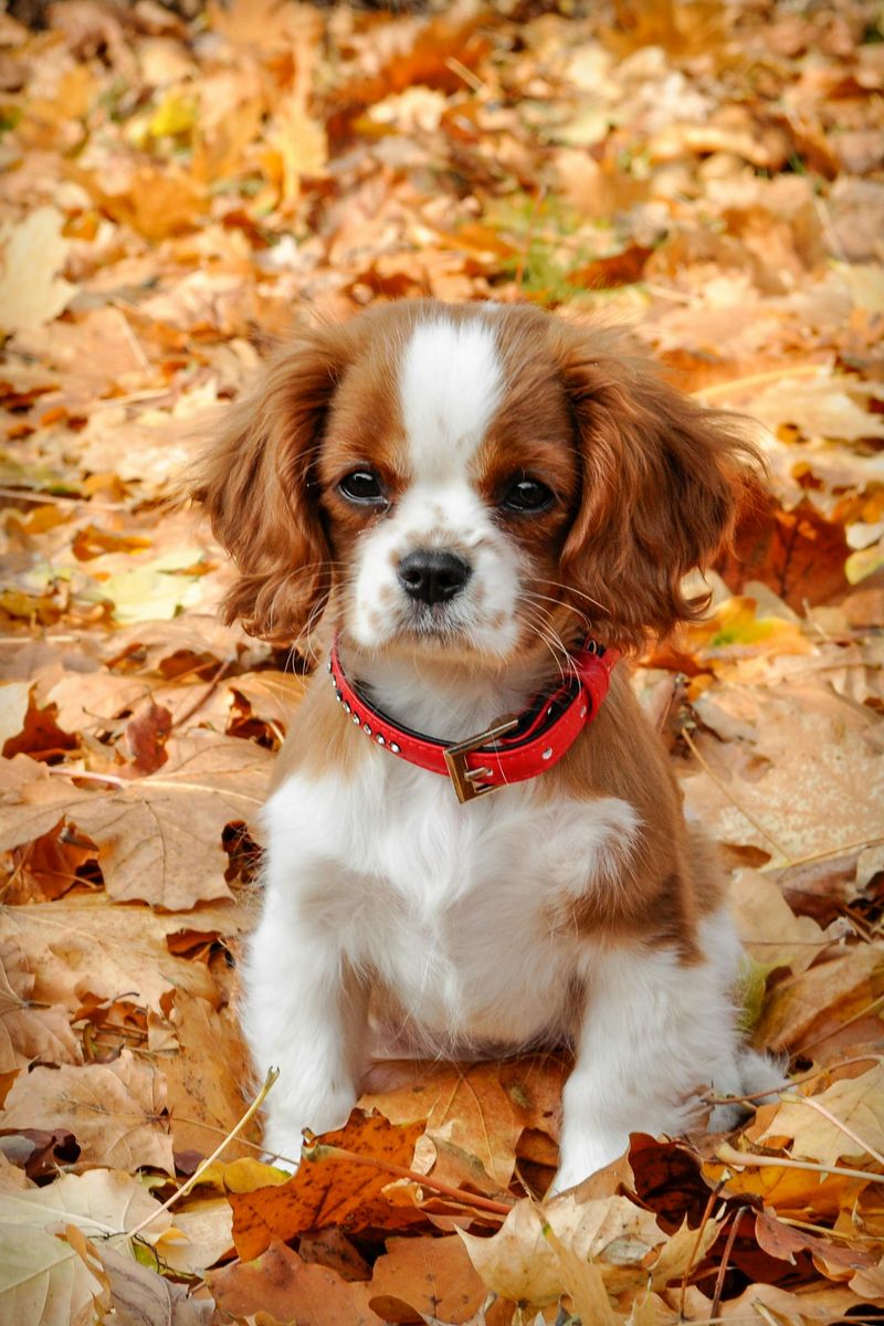 These 10 dogs can gain weight fast after neutering without the right routine 10 Cavalier King Charles Spaniel