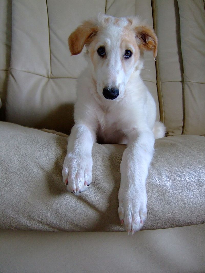Borzoi