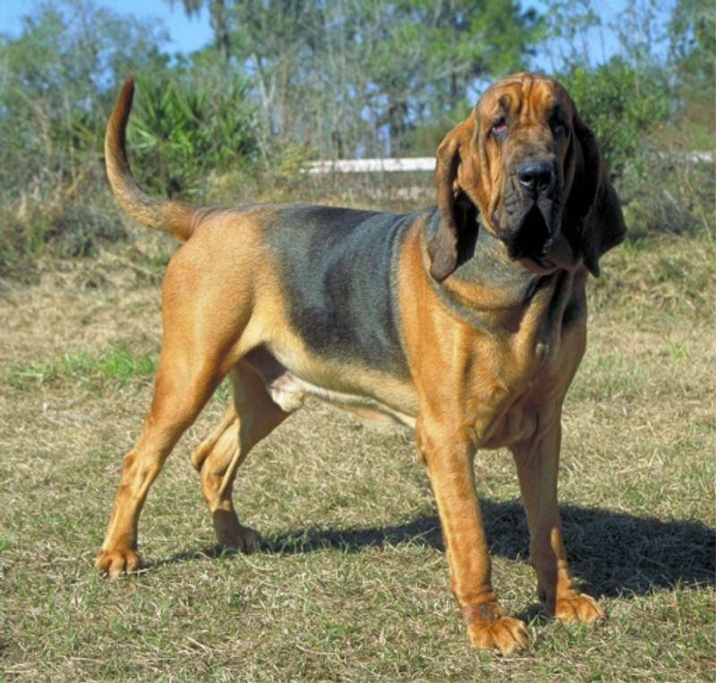 13 breeds left behind by changing dog trends - despite loyal owners who never stopped loving them 10 Bloodhound: A Nose That Never Goes Out of Style