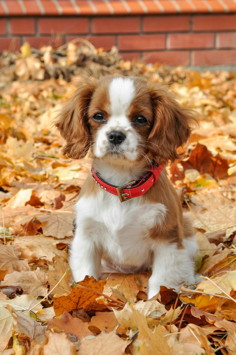 13 dogs that make rainy days feel less miserable 6 Cavalier King Charles Spaniel
