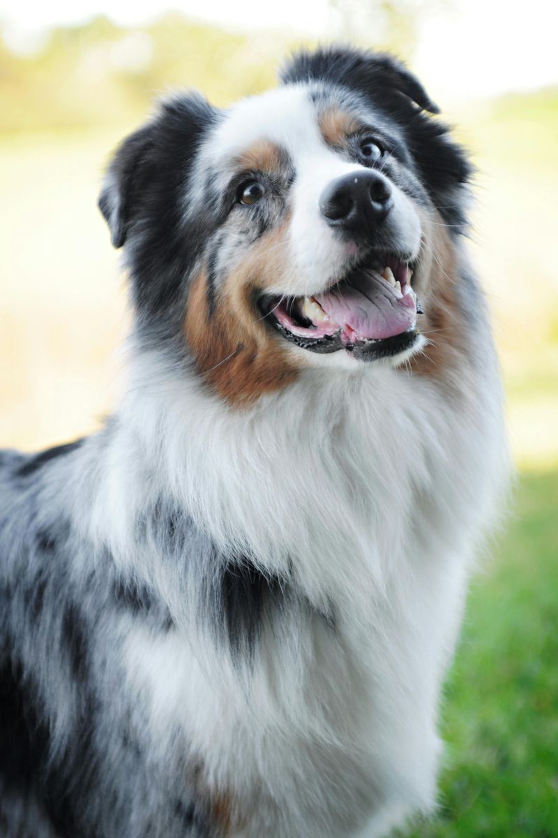 Australian Shepherd