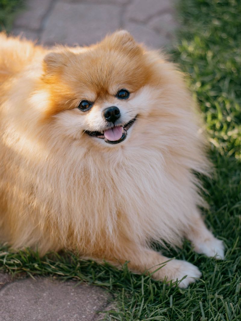 Small body, enormous presence - these toy dog breeds refuse to be treated like accessories 3 Pomeranian
