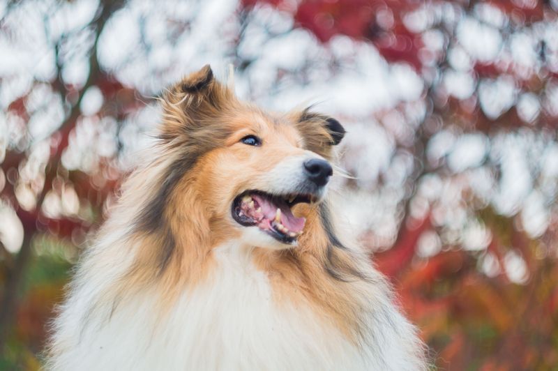 For these dog breeds, staying nearby isn't a habit - it's how they maintain connection 6 Shetland Sheepdog