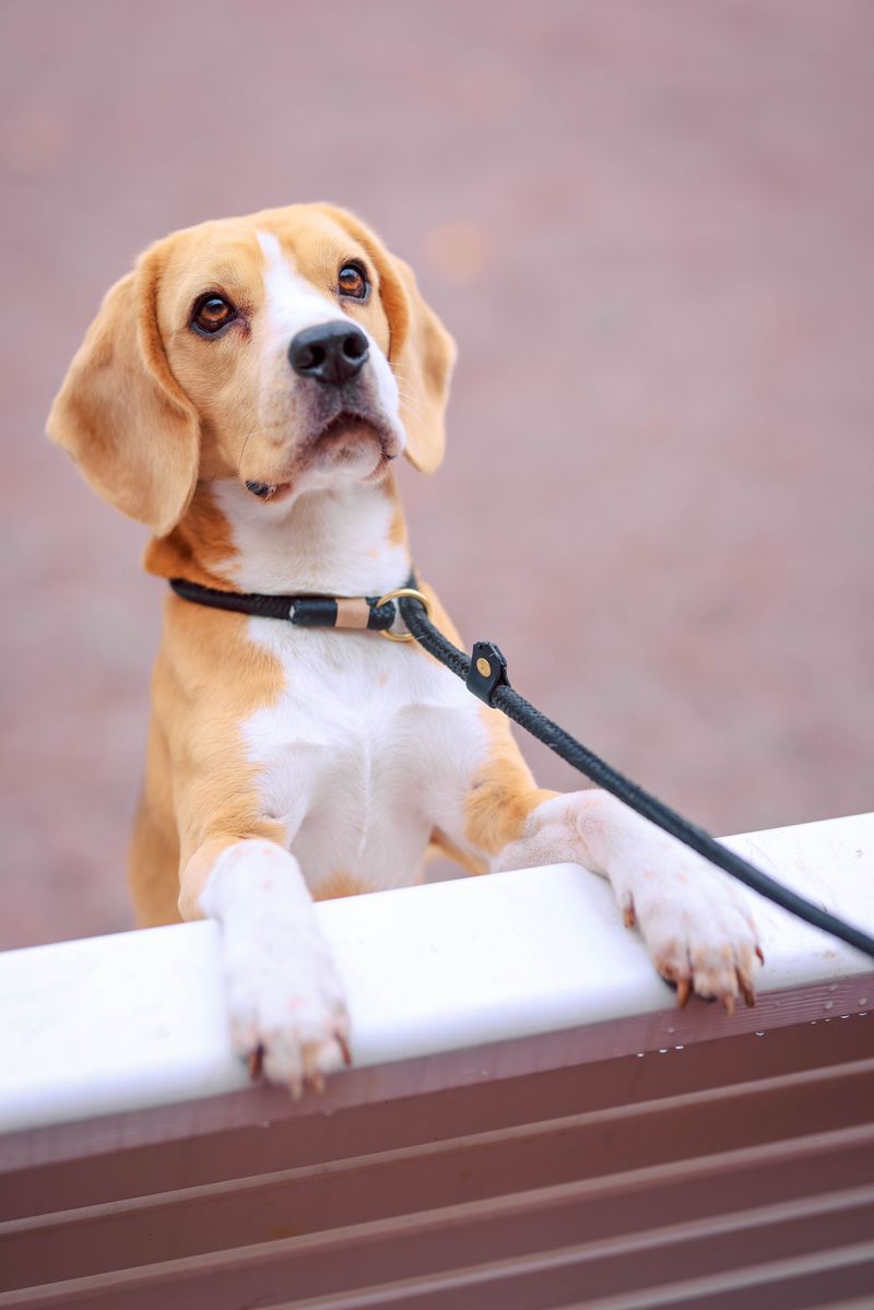 10 dogs whose habits may remind you of someone you know - plus 2 with a more independent streak 4 Beagle