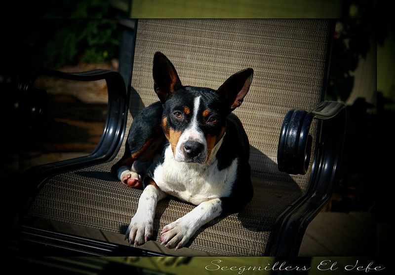 Small body, extraordinary brain - These 15 dog breeds outsmart dogs twice their size 11 Rat Terrier