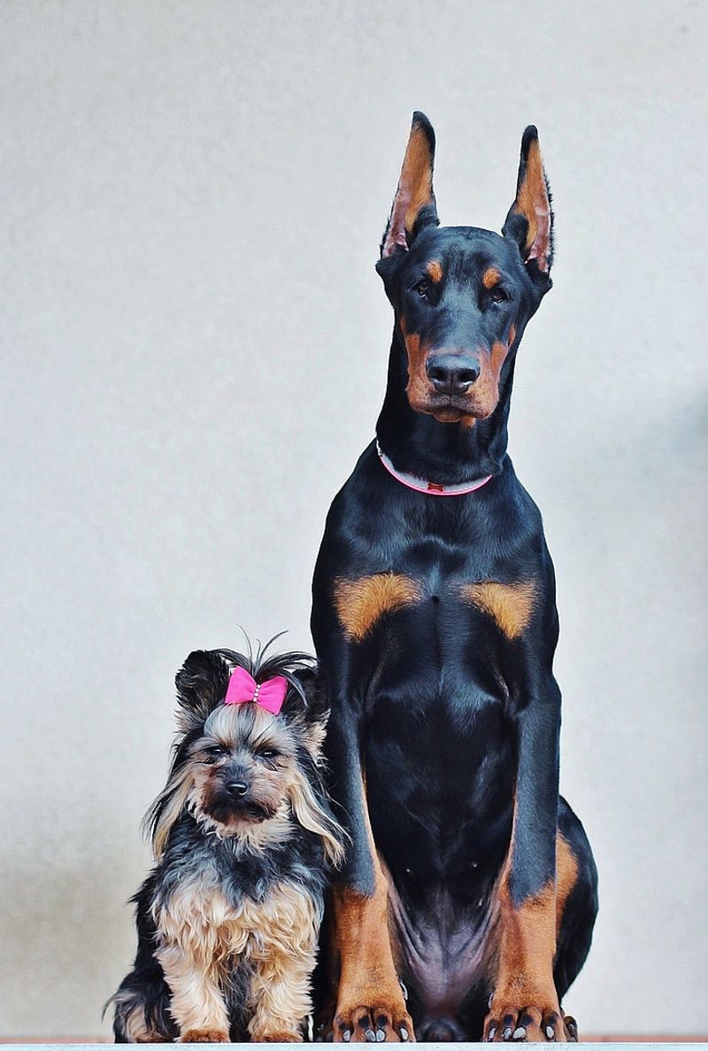 Doberman Pinscher