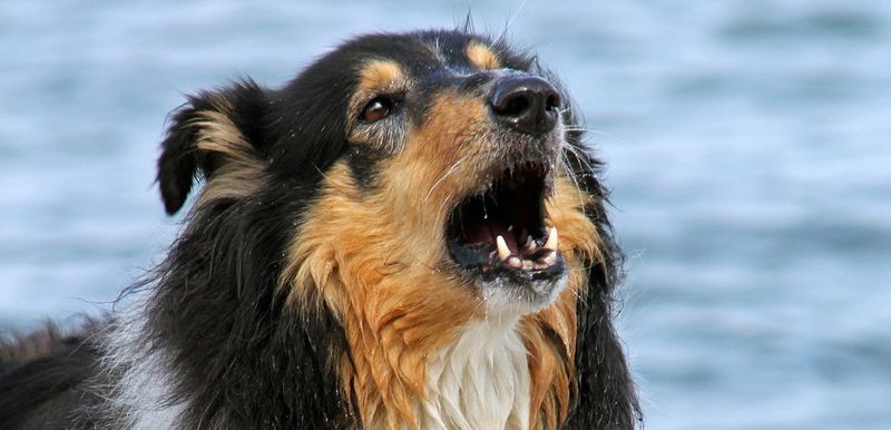 Excessive Barking or Whining