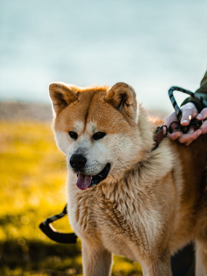 The strongest relationships aren't always the clingiest - and these 11 dog breeds prove it 2 Akita
