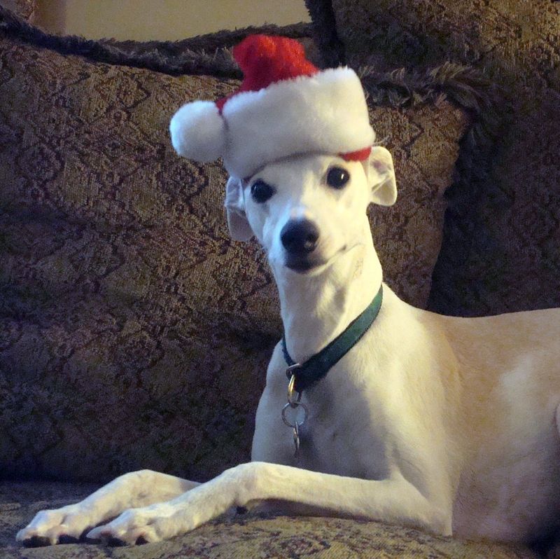 13 Medium-Sized Family Dogs That Thrive In Busy Homes With Kids And Backyards 10 Whippet