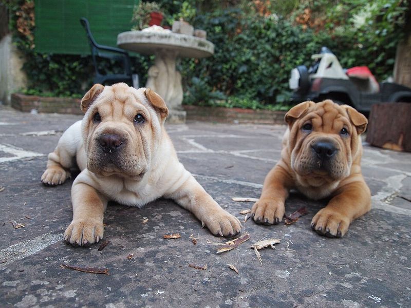 12 guarded dog breeds that trust slowly, plus 3 social butterflies that never seem cautious 12 Shar Pei