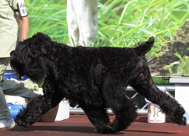 15 Dog Breeds That Can Be Prone To Resource Guarding - What Early Training Should Look Like 14 Black Russian Terrier
