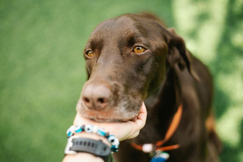 11 Friendly Dog Breeds That Thrive on Socializing and Meeting New People 2 Labrador Retriever