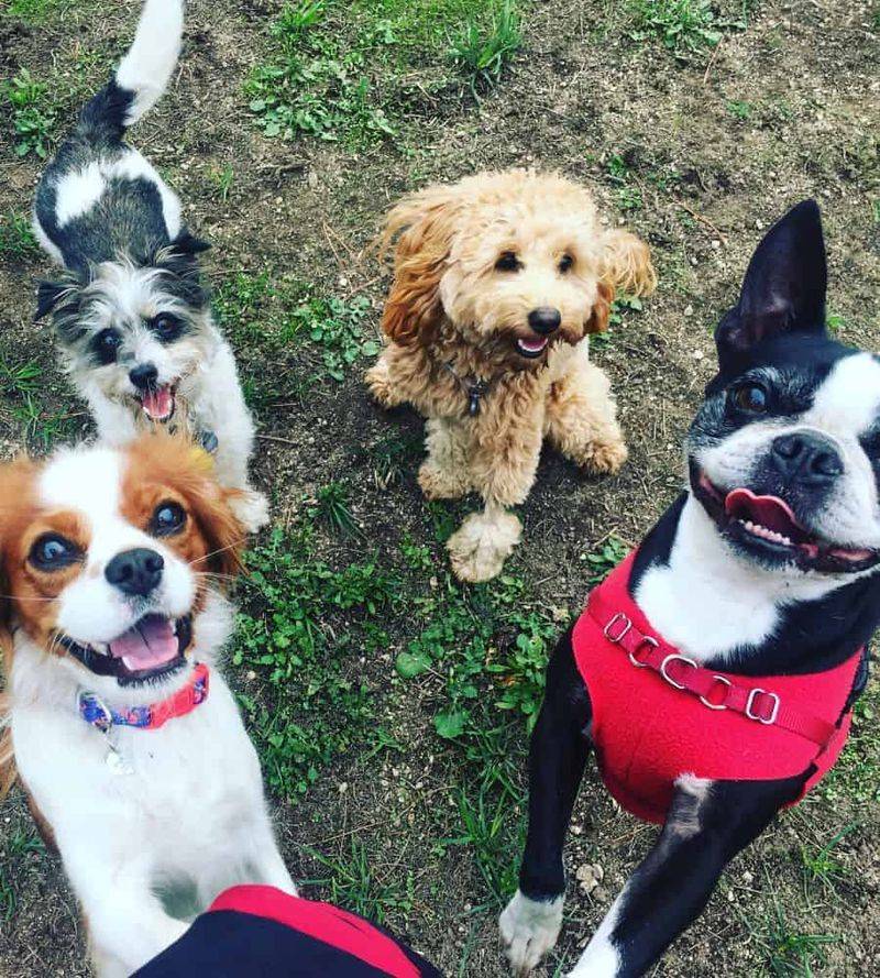 25 Social Dog Breeds That Thrive on Meeting New People 11 Boston Terrier