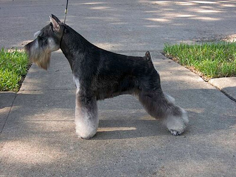 15 dog breeds that would look completely natural in an old black-and-white film 15 Miniature Schnauzer