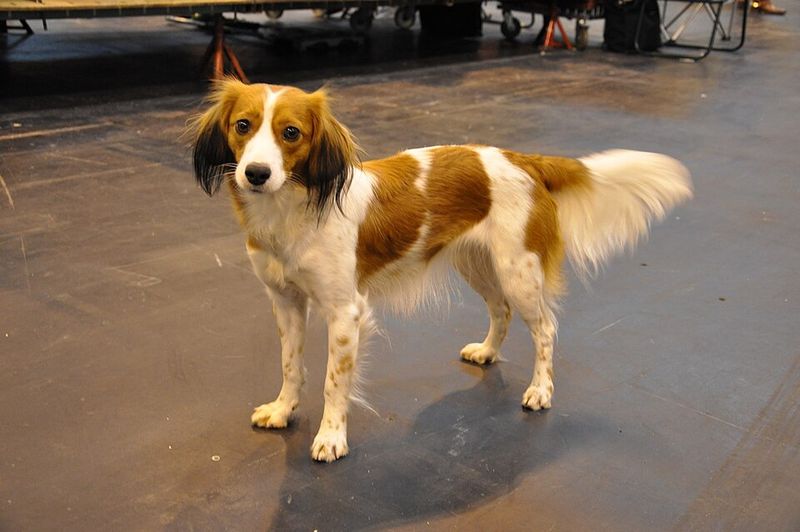 Kooikerhondje (COY-ker-hond-yuh)